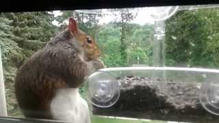 Close-up of a squirrel visiting a bird feeder located on a third story window. I