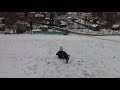Timo and his dog enjoying the snow together! ティモと彼の犬は雪を楽しんでいます!
