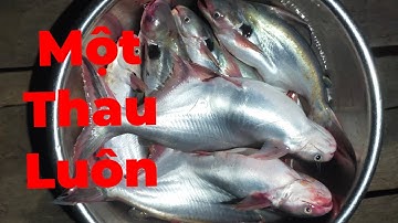 Câu Cá Vồ Đém Mùa Nước Nổi #8 || Đóng Cá Không Dính Miệng Mà Dính Ngay Lưng .