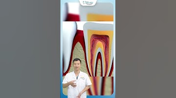Răng Có Cấu Tạo Như Thế Nào ? | Bác Sĩ Yên