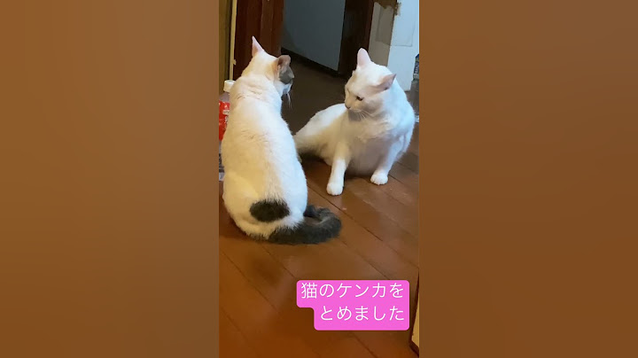 猫ケンカ、私がいつも仲裁役です
