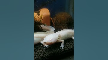 axolotl gold kỳ nhông axolotl khủng long 6 sừng #shorts #aquarium