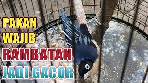PAKAN WAJIB BURUNG RAMBATAN SUPAYA GACOR