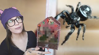 This OLD LADY gets an UPGRADE!.. Jumping Spider Enclosure Build & FESTIVE Decor/hide UNBOXING! by tarantula kat 16,343 views 4 months ago 10 minutes, 50 seconds