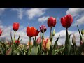 N.J. is home to the largest tulip farm on the East Coast