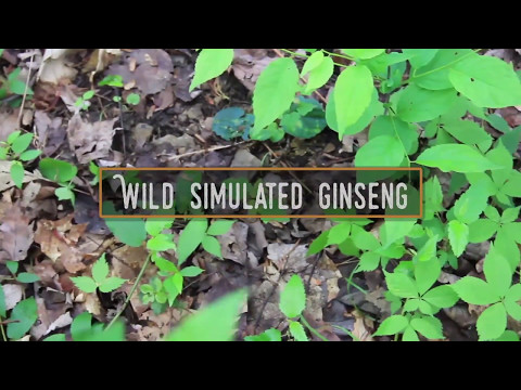 Video: Co je divoký simulovaný ženšen – Pěstování divokých kořenů simulovaného ženšenu