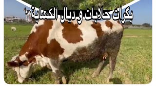 Vlog2: بگرات حلابات تبارك الله 🐄🐄#حياة سميرة