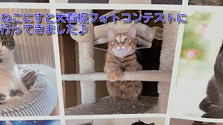 【茶トラ】ねこにすと大看板フォトコンテストへMy cat named Tetsu participated in the photo contest#茶トラ #猫 #ねこにすと#ラシーネ日本猫#cat by 茶トラ猫 てつのくうねるあそぶな日々 147 views 6 months ago 3 minutes, 14 seconds