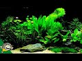 Which Fish Tank Plants to Try?