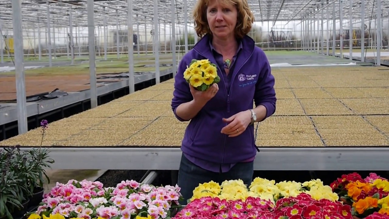 Pentland Plants Looking Good Video 17th March 2017