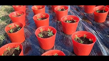 Bông cúc đại đóa tết 2024(22/11âl)#cucdaidoa #ToanNguyen#0335390179