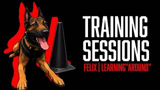 Training Sessions: Felix Learns “Around” Command | Building Control in High Drive Dog Training