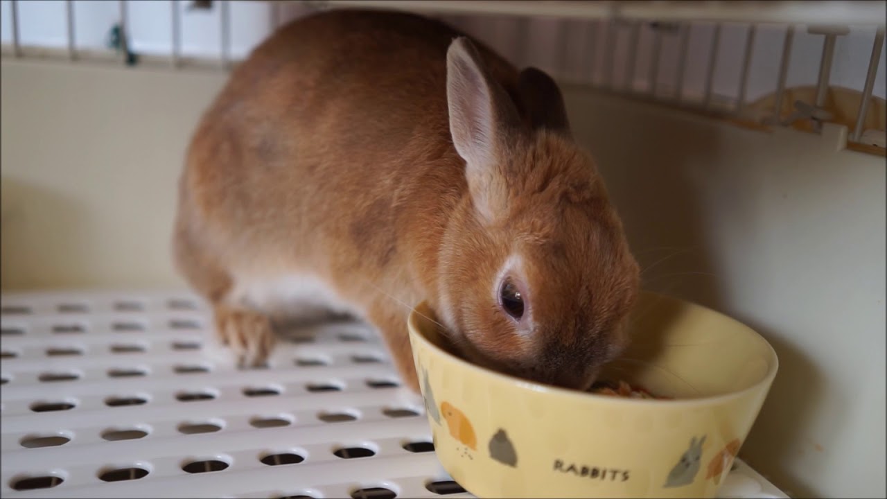 うさぎの餌入れと牧草入れはひっくり返らない少し重い陶器製にしています