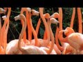 Dominican Republic Tour, Tourism, Planner and Packages