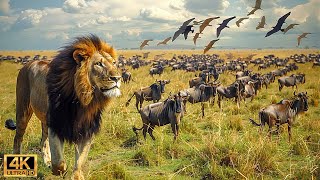 Our Planet | 4K African Wildlife  Great Migration from the Serengeti to the Maasai Mara, Kenya #80