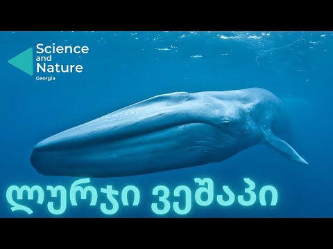 ლურჯი ვეშაპი  | ყველაზე დიდი ცხოველი დედამიწაზე |