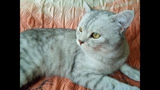 Жешик-Шотландский кот Жешик-Шотландский кот