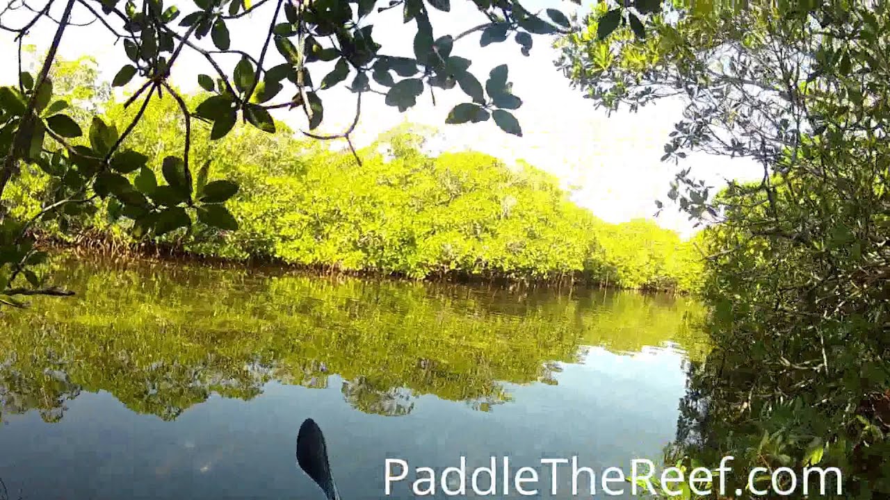 Kayaking Dove Creek Hammocks in The Florida Keys YouTube