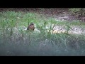 Hawk with the squirrels while deer hunting