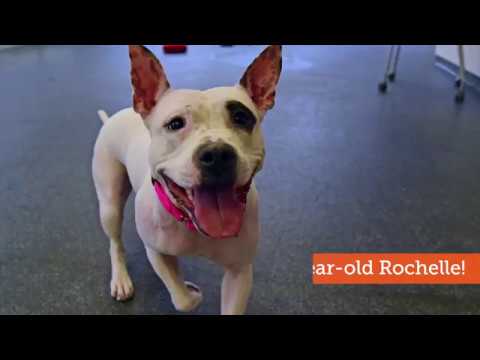 puppy paradise Rochelle Loves to Cuddle!