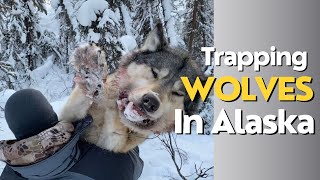 Alaska Wolf Trapping / 6 Wolves #trapping
