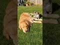 Dog’s Patience Level: 0 😂 Cat’s Mischief Level: 100!  #cat #dog  #animalshorts #shorts #ytshorts