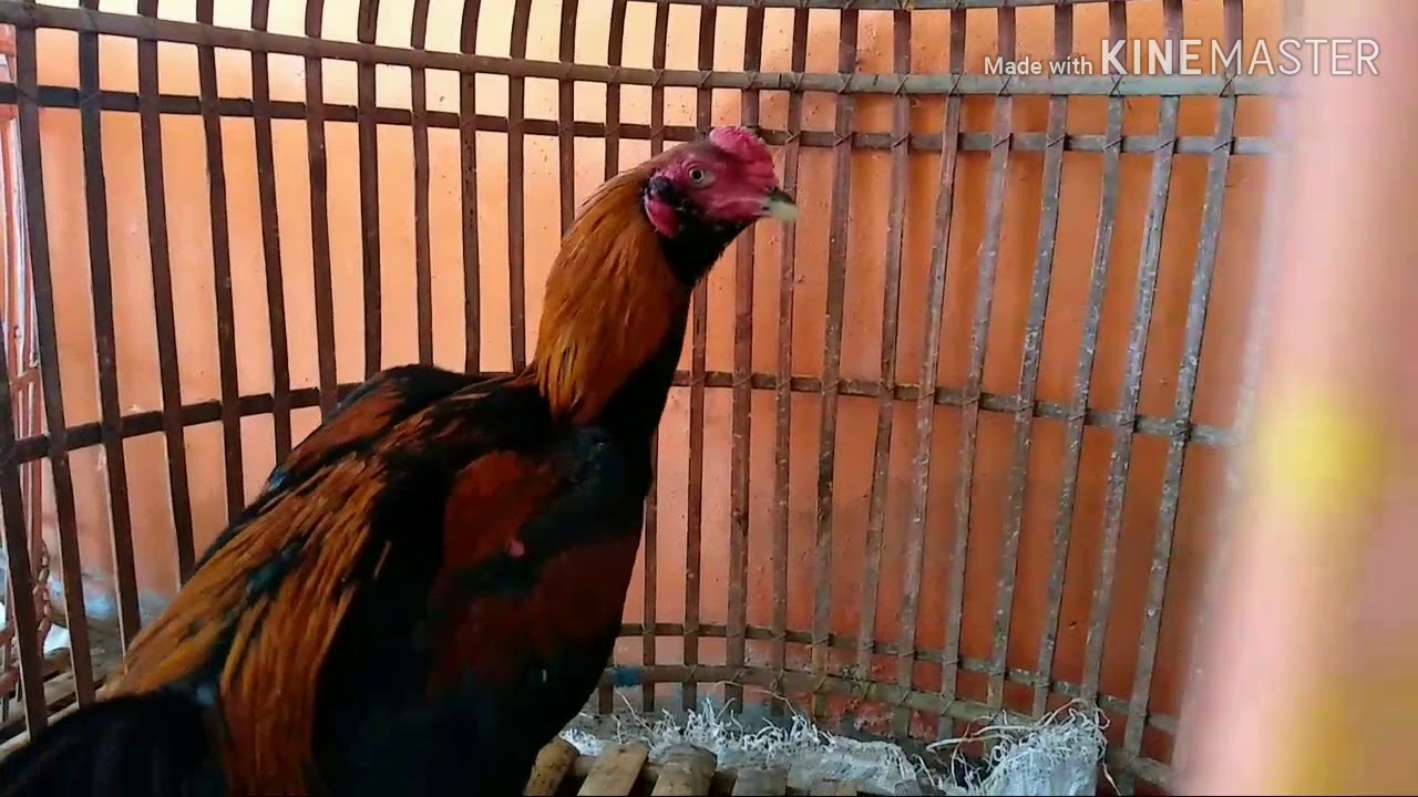 koleksi ayam mangon calon kualitas unggul 