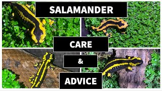 Fire salamander care and advice #salamandra #salamander #salamanders( salamandra salamandra )