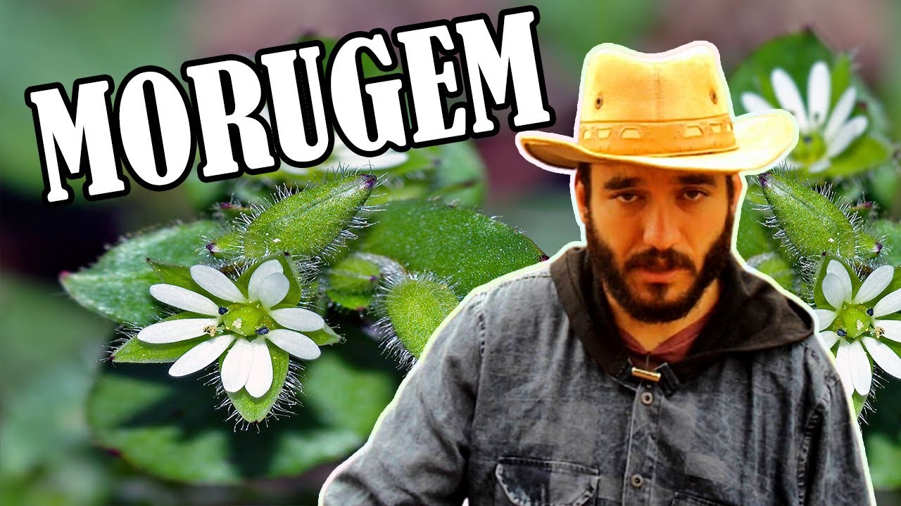 Como fazer bom uso da Morugem (Stellaria media) - Plantas úteis