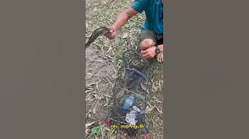 Đặt Lờ Cá Lóc Bằng Lòng Lò Xò P2. #thioiangi #tiktok #shorts