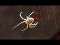 Паук плетет паутину - макро видео крупным планом