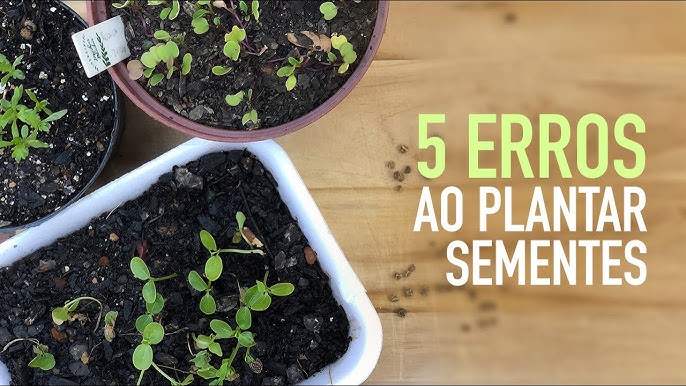 Wall Plastic - Cebolinha vai bem em qualquer comida né? 😀 Como plantar  cebolinha: 1. Encontre sementes ou mudas. A maneira mais fácil de plantar  cebolinha é por meio de mudas. 2.