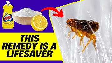 5 Home Remedies to Kill Fleas in House Fast