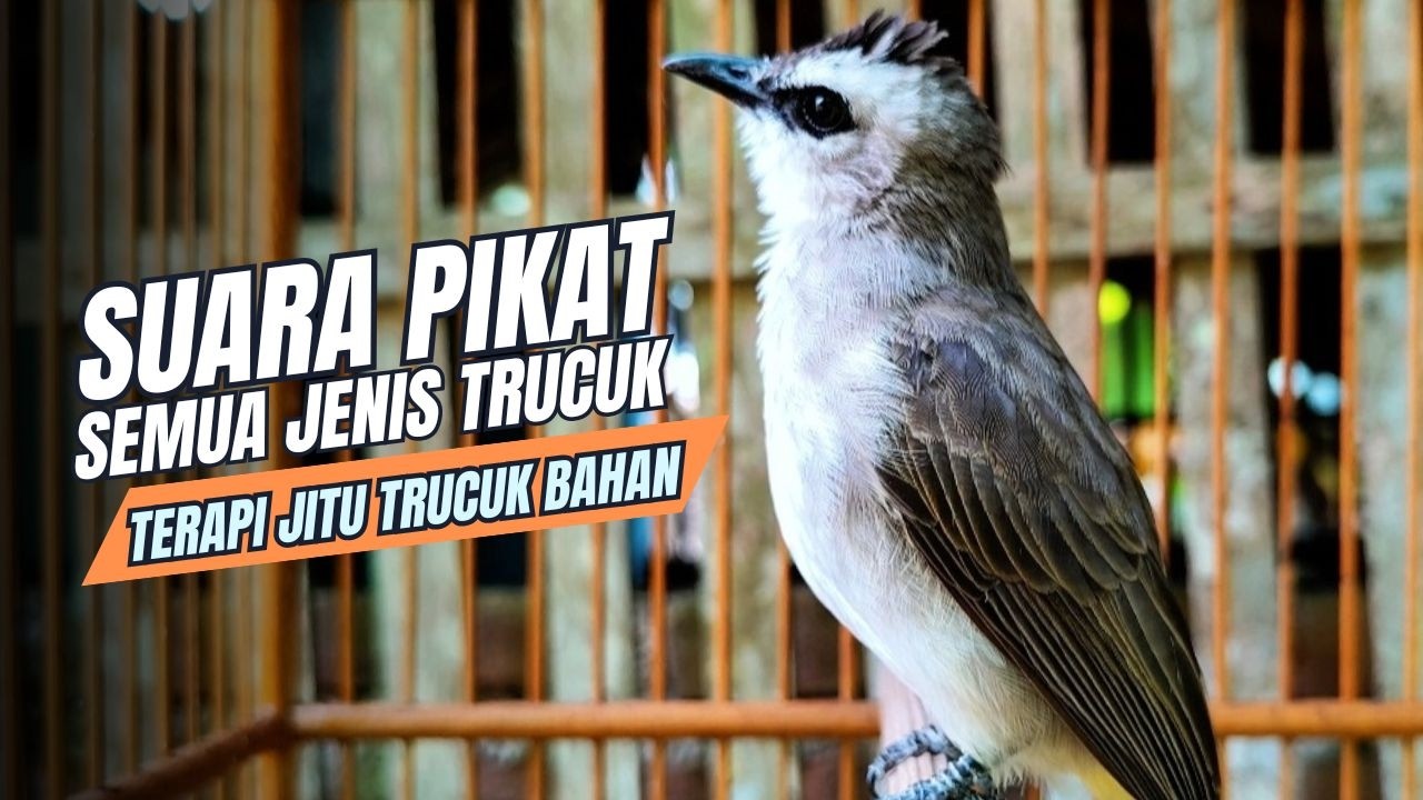 TRUCUKAN GACOR TARUNG ROPEL PANJANG Pancingan trucukan Agar Bunyi Jadikan Burung Trucuk Gacor Nyaut