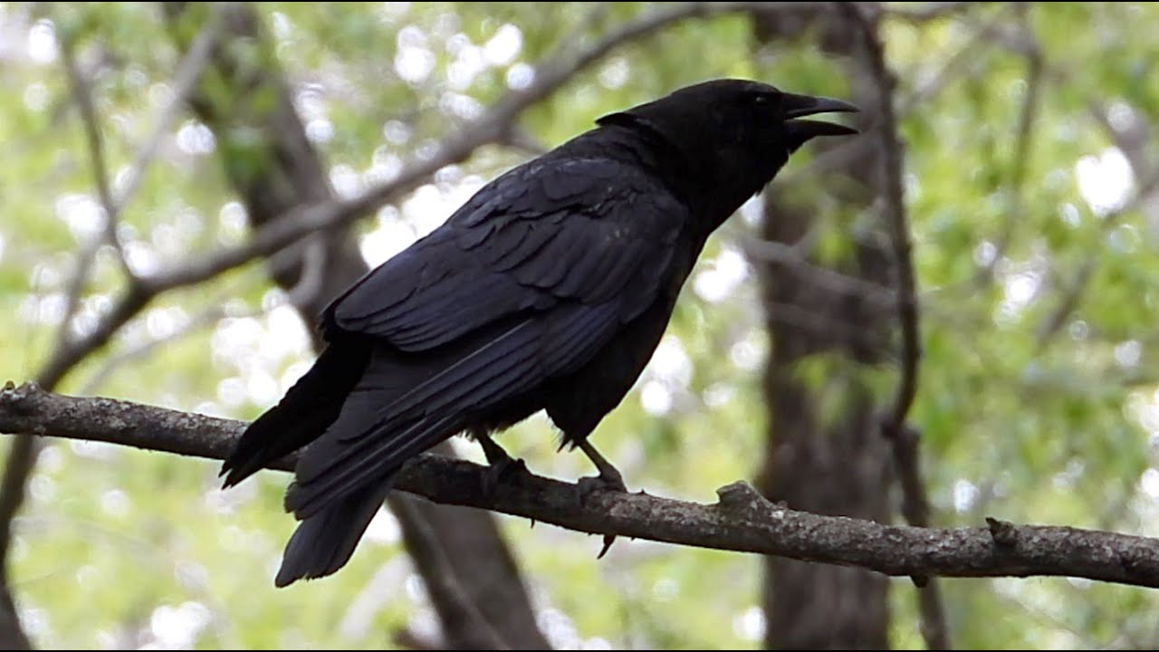 Corneille Cri Rare Crow Rare Call Youtube Corneille Cri Rare Crow Rare Call Youtube