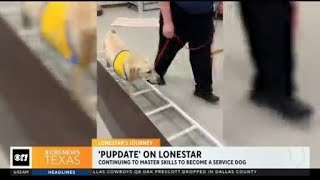 Lonestar is mastering the skills he needs to become a service dog