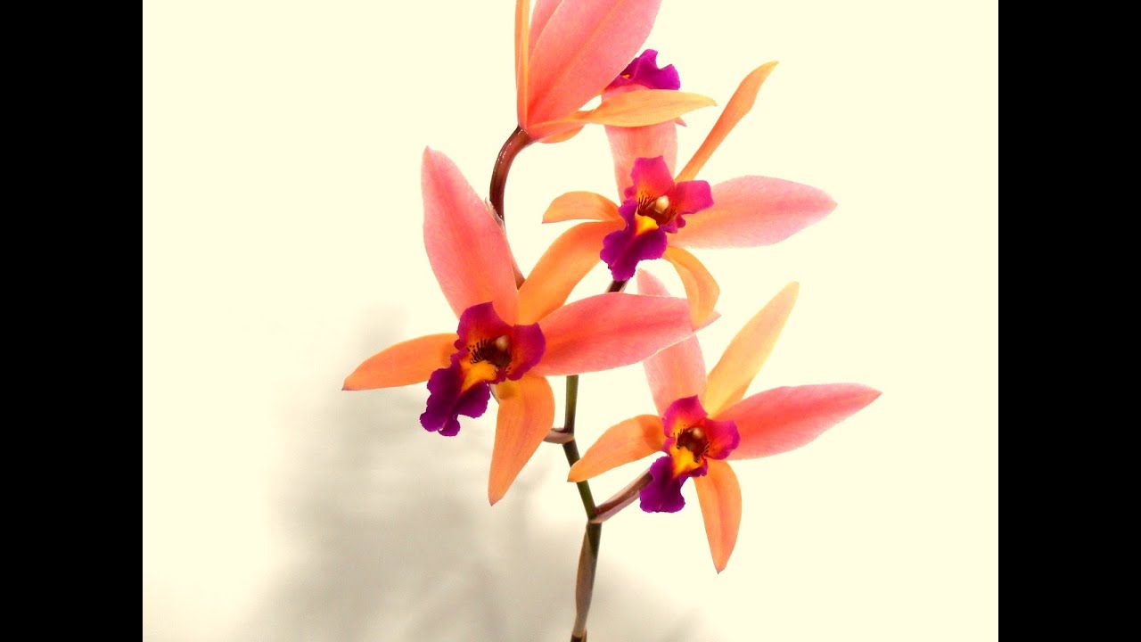 サンタ バーバラ サンセットの花言葉 特徴 使い方 テクニックをトッププロが丁寧に教えます I Teach You About A Plant Called Santa Barbara Sunset Youtube