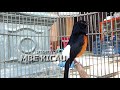 Secara Mengejutakan Murai Batu Macet Bisa Kembali Gacor Dengan Murai Ini Mp3 - Mp4 Download