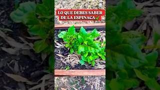 🌱✨ “La verdura más fácil de sembrar en casa”