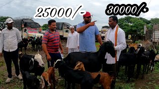 महाराष्ट्रातील सर्वात मोठा शेळ्या मेंढ्या चा बाजार | 23/09/2023 (शनिवार)चाकण बकरी बाजार अपडेट |
