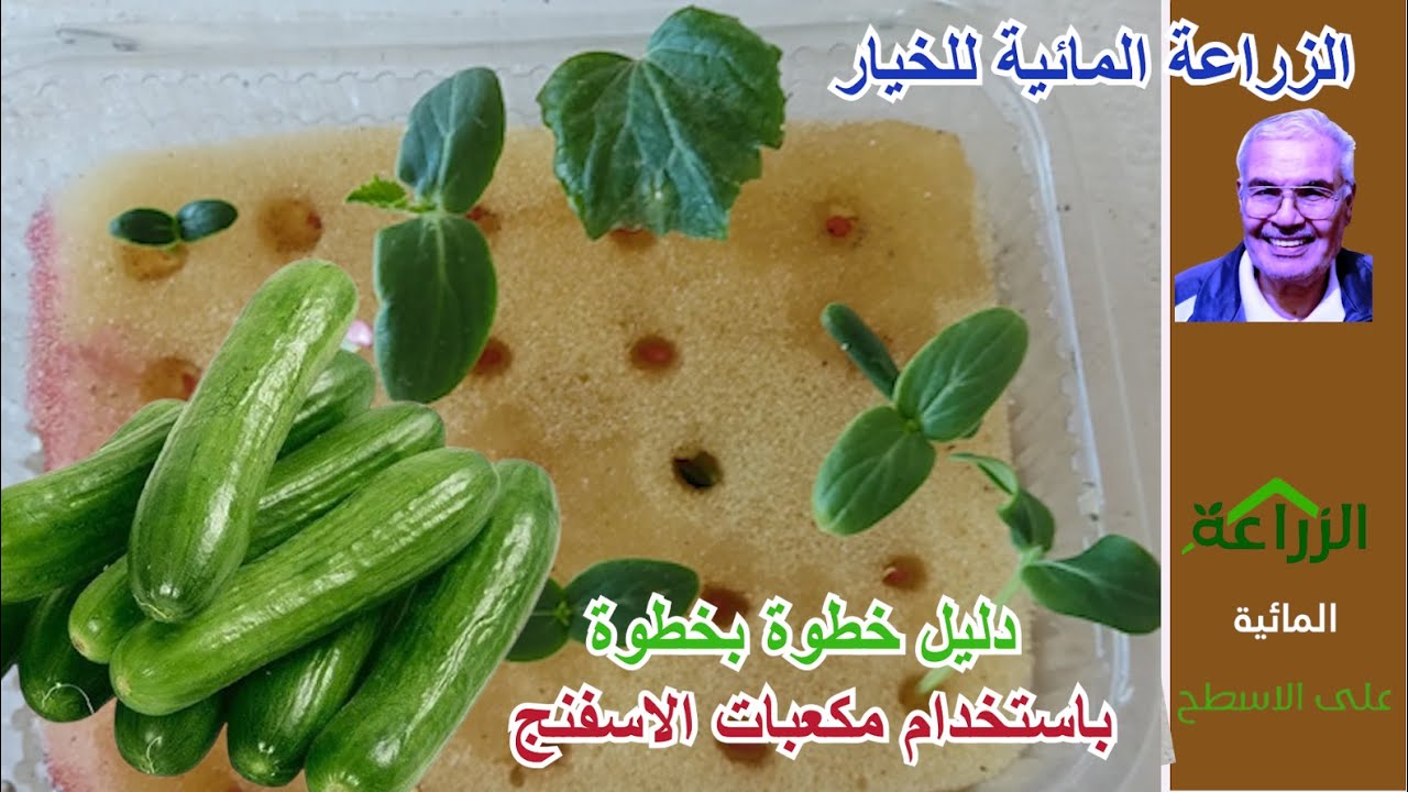 الزراعة المائية للخيار، دليل خطوة بخطوة باستخدام مكعبات الاسفنج