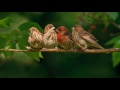 10 часов! Великолепное, насыщенное пение птиц Звуки природы Живой лес релаксация Birdsong