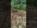 Harrow Work after Plough || #farmequipment #farming #mahindra #youtubeshorts