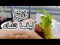زرعاتي الداخلية البسيطة إنقاذ أغصان توريق خسة إبذار فلفل وقالب بيض ذكي زرعاتي الداخلية البسيطة إنقاذ أغصان توريق خسة إبذار فلفل وقالب بيض ذكي