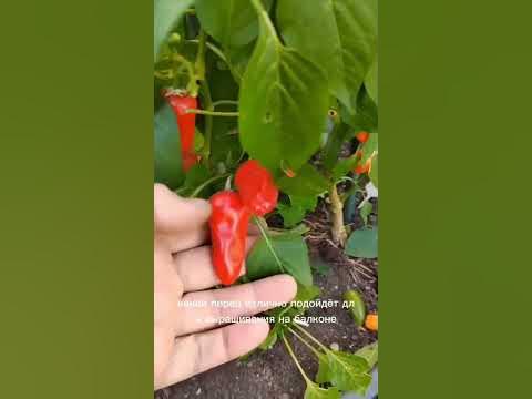 Урожайнее этих сладких перцев не бывает! - YouTube