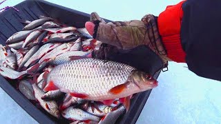 Ловля плотвы зимой! Поклёвки крупным планом ! Рыбалка в Беларуси 2022! Местный рекетир отобрал рыбу!