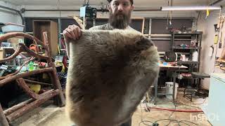 How to tan a Beaver hide:Part 5(oiling/softening