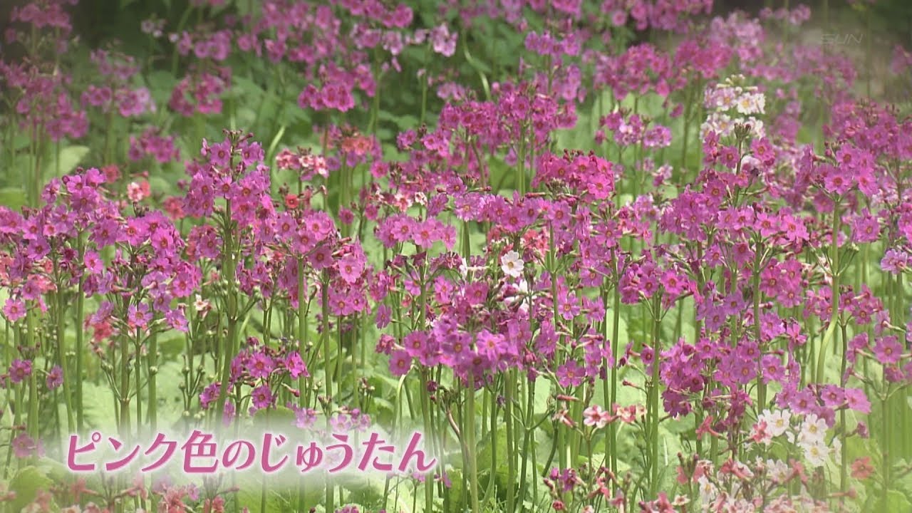 絶滅危惧植物に指定 クリンソウ6000株が見頃 - YouTube
