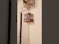 شقشوق عصفور