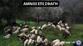 "Αμνοί επί σφαγή..." - «Κάπου Εκεί Έξω» - ΕΠΑΜ UK - 13 Απριλίου 2026